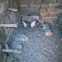 یک ریش|پرنده|کورین, |دیوار