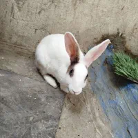 خرگوش