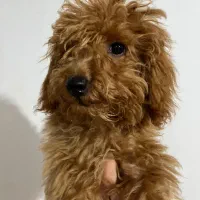 توی پودل رد|سگ|رشت, گلسار|دیوار