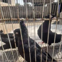 کفتر زاغ معاوضه با مرغ