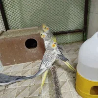 عروس هلندی