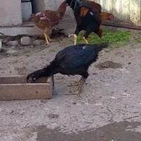 با سلام فروشی درجه‌ یک|حیوانات مزرعه|خان ببین, |دیوار