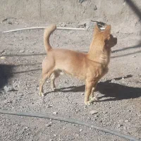 سگ شیواوا اصل|سگ|بم, |دیوار