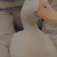 اردک زشت و بداخلاق|حیوانات مزرعه|اسکو, |دیوار