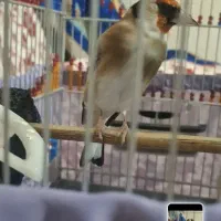 سهره دهن لر