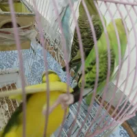 مرغ عشق دو جفت آس