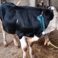 چهار راس گوساله نر سیمینتال