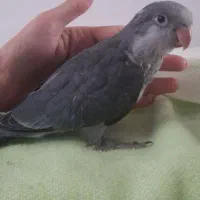 راهب سبزیشمی نرمه خوروکبالت سرلاکی
