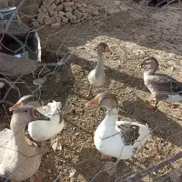 غاز|حیوانات مزرعه|بیجار, |دیوار