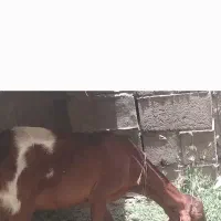 سلام بزپاکستانی وبربری سومالی ۲تاوچوکون شون به فرش