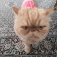 واگذاری گربه پرشین ماده