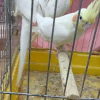 معاوضه با قناری