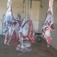 ذبح احشام بزرگ گوچک|خدمات پذیرایی، مراسم|زنجان, |دیوار