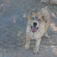 توله هاسکی گلد چشم رنگی|سگ|گلپایگان, |دیوار