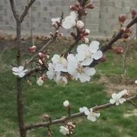 تدریس خصوصی ادبیات راهنمایی و دبیرستان