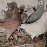 کبوتر کینگ|پرنده|میانه, |دیوار