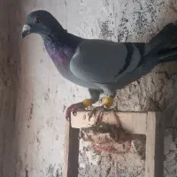 کبوتر.پرنده.|پرنده|چناران, |دیوار