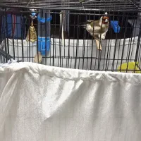 سهره نر بخون