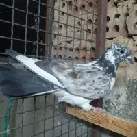 کفتر