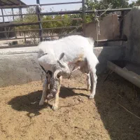 بزغاله ماده پاکستانی اصل بشرط آبستن نر درجه یک بره|حیوانات مزرعه|اصفهان, زیار|دیوار