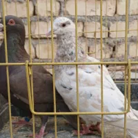 دوجفت سروردورگ.