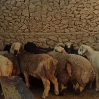 بره پرواری|حیوانات مزرعه|ارم, |دیوار