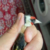 سهره نر۲ ماه قفس