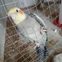 عروس هلندی گم شده