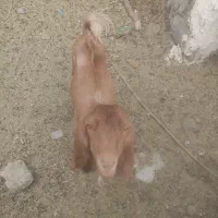 چپشت|حیوانات مزرعه|قلعه گنج, |دیوار