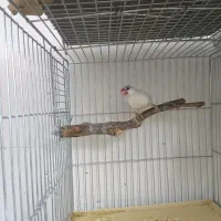 فنج نرگسی (جاوا)