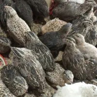 جوجه بلدرچین