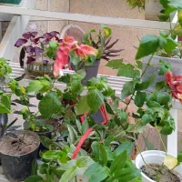 ۱۰ گلدان گل آپارتمانی رنگارنگ|گل و گیاه طبیعی|مراغه, |دیوار