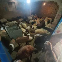 گوسفند زنده شبانه روزی باقصاب کل مناطق تهران|حیوانات مزرعه|تهران, نیروی هوایی (پیروزی)|دیوار