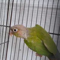 طوطی گیرینچیک ۸ ماهه