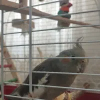 عروس هلندی گمشده