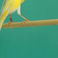 دوعدد جوجه پران ۶ عدد ساده