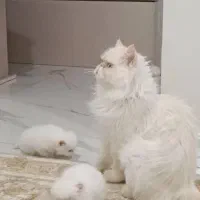 گربه  پرشین سوپر فیلت