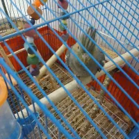 عروس هلندی|پرنده|محمدشهر, همایون ویلا|دیوار