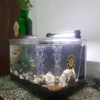 آکواریوم شیشه خم با تمام وسایل