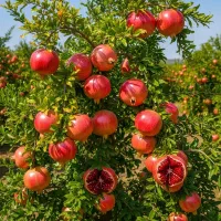 کلید ثروت در دست شماست با نمایندگی نهال|خدمات باغبانی و درختکاری|تویسرکان, |دیوار