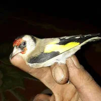 سهره|پرنده|نورآباد, |دیوار