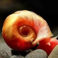 حلزون رامشون