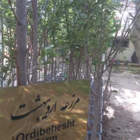 نهال خرمالو پیوندی|خدمات باغبانی و درختکاری|تهران, جوانمردان (اندیشه)|دیوار