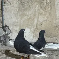 نر و ماده خشرنگ|پرنده|کازرون, |دیوار