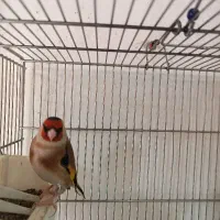 سهره دهن لر ردی
