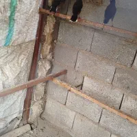 مرغ مینا|پرنده|گنبد کاووس, |دیوار