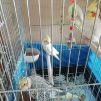 عروس هلندی|پرنده|تهران, سازمان برنامه جنوبی|دیوار