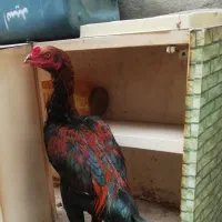 واگذاری خروس لاری