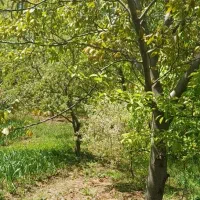 فروش-باغ-درطالقان