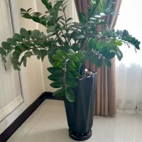 گل زاموفیلیا